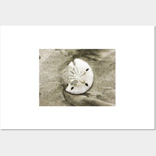 Sand Dollar Shell Posters and Art